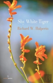 Shy White Tiger