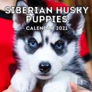 Siberian Husky Puppies Calendar 2021