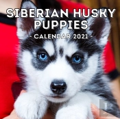 Siberian Husky Puppies Calendar 2021