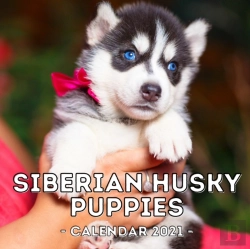 Bertrand.pt - Siberian Husky Puppies Calendar 2021