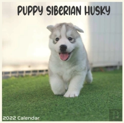 Bertrand.pt - Siberian Husky Puppy 2022 Calendar