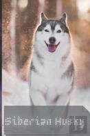 Siberian Husky