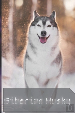 Bertrand.pt - Siberian Husky