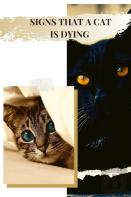 Signs That A Cat Is Dying