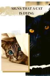 Signs That A Cat Is Dying