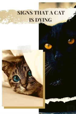 Bertrand.pt - Signs That A Cat Is Dying