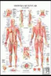 Sistema Muscular Poster