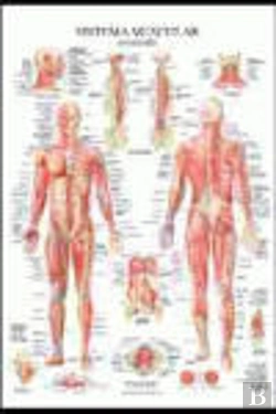 Bertrand.pt - Sistema Muscular Poster