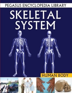 Bertrand.pt - Skeletal System