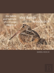 Sky Dance Of The Woodcock