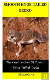 Smooth Knob-Tailed Gecko
