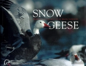 Snow Geese