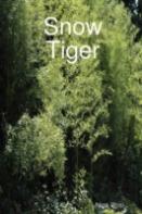 Snow Tiger