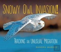 Bertrand.pt - Snowy Owl Invasion!