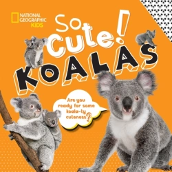 Bertrand.pt - So Cute! Koalas