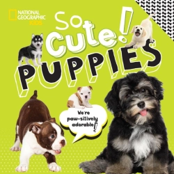 Bertrand.pt - So Cute Puppies