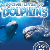 Social Lives Of Dolphins