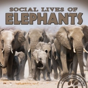 Social Lives Of Elephants