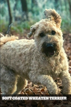 Bertrand.pt - Soft Coated Wheaten Terrier