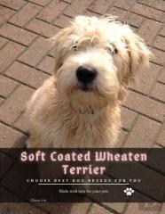 Soft Coated Wheaten Terrier