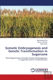 Somatic Embryogenesis And Genetic Transformation In Sugarcane
