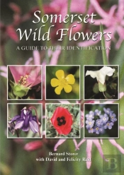 Somerset Wild Flowers