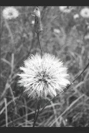 Sometimes  But Never Enough: A Poetry Co
