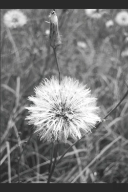 Bertrand.pt - Sometimes  But Never Enough: A Poetry Co