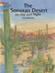 Sonoran Desert By Day And Night