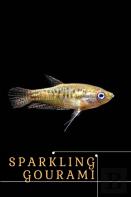 Sparkling Gourami