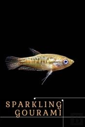 Sparkling Gourami