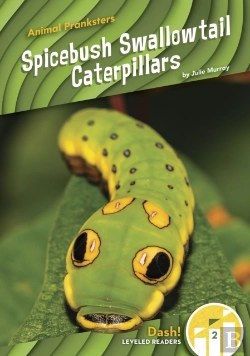 Bertrand.pt - Spicebush Swallowtail Caterpillars