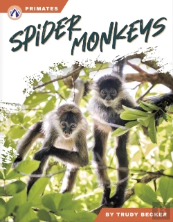 Bertrand.pt - Spider Monkeys