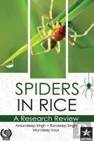Spiders In Rice