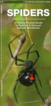 Spiders