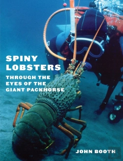 Bertrand.pt - Spiny Lobsters