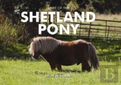 Spirit Of The Shetland Pony