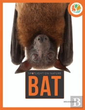 Spotlight On Nature: Bat