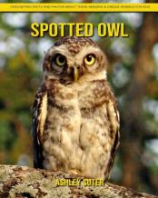 Spotted Owl