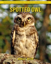 Spotted Owl