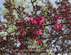 Spring In The Creasey Mahan Nature Preserve