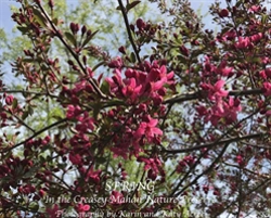 Bertrand.pt - Spring In The Creasey Mahan Nature Preserve