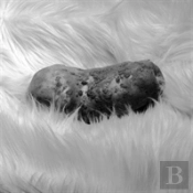 Spud