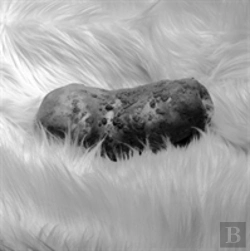 Bertrand.pt - Spud