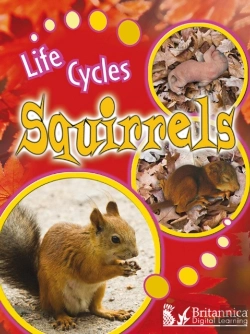 Bertrand.pt - Squirrels
