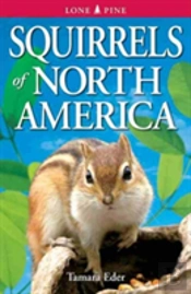 Squirrels Of North America