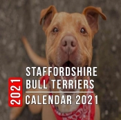 Staffordshire Bull Terriers Calendar 2021