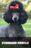 Standard Poodle