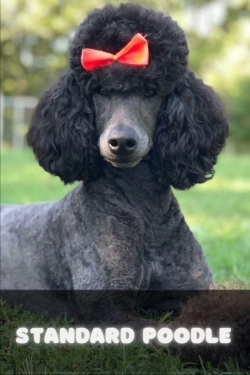 Bertrand.pt - Standard Poodle