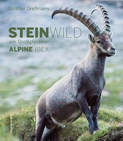 Bertrand.pt - Steinwild Am Grossglockner Alpine Ibex